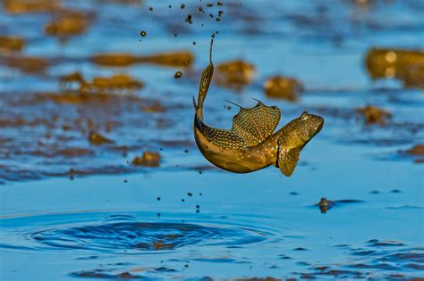 11 Species Of Fish That Can Walk On Land .